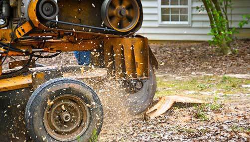 stump removals