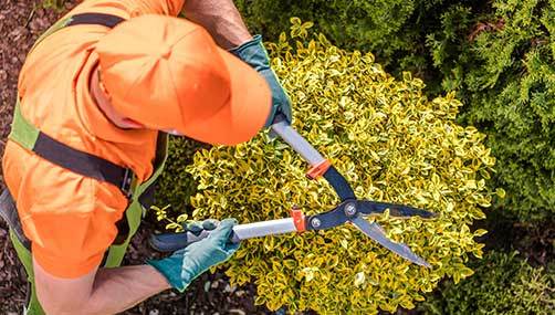 Tree Pruning Christchurch
